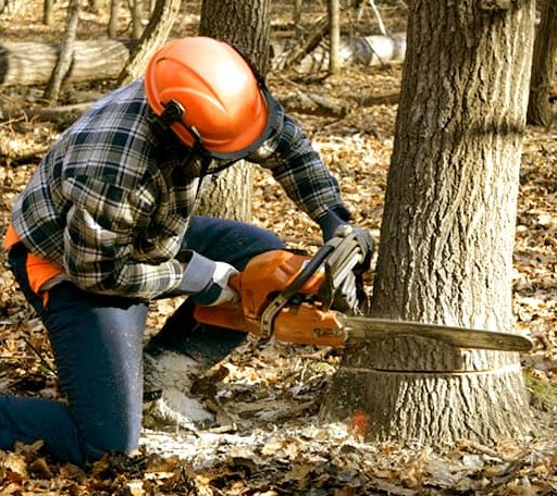 Tree Removal in Blackstone, VA